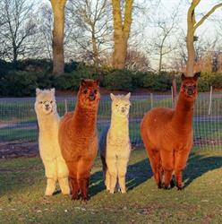 Alpaca's Enzo