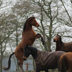 Paardenpension Buitenkans
