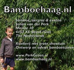 bamboehaag.nl kwekerij bamboes, siergrassen en exoten. Maart-november vr+za 10-17uur