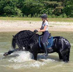 Friesiansforsale.eu