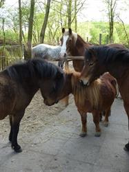De Ponytuin