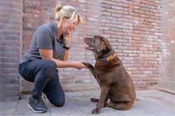 Dierfysiotherapie Mijn hond & ik