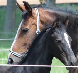 Cavalo Stal en Weidetechniek