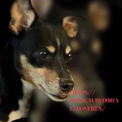 Stichting voedselbank voor dieren 010