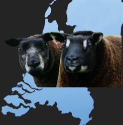 Stamboek Blauwe - en Dassenkop Texelaars