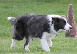 Bordercollies from maykesdream.