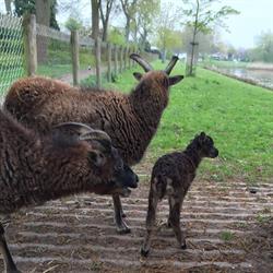 Kinderboerderij Berkum