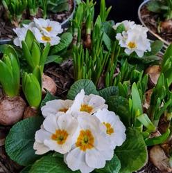 Hans Bouwmans bloemen en planten Venray