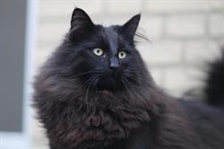 Titran's Norsk Skogkatt cattery