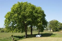 De Rieten Deken - B&B Ommen