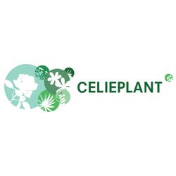 Celieplant