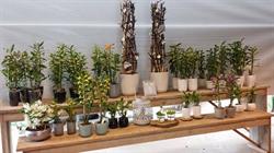 De Hoog Orchideeën