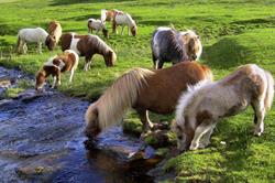 Nederlands Shetland Pony Stamboek -  NSPS