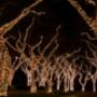 Boomverlichting