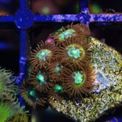 Imperator Corals