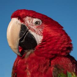 Parrots BV