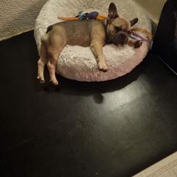 Trimsalon Jolanda's Petstyle