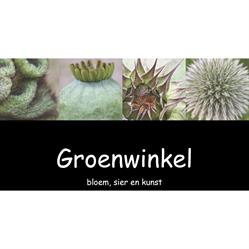 Bloemenspeciaalzaak Groenwinkel - Gennep