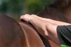 Happy Moving Horses