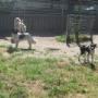 Dierenhotel Camping Kennels
