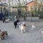 Dierenhotel Camping Kennels