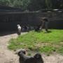 Dierenhotel Camping Kennels