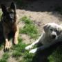 Dierenhotel Camping Kennels