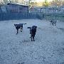 Dierenhotel Camping Kennels