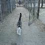 Dierenhotel Camping Kennels