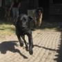 Dierenhotel Camping Kennels