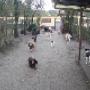 Dierenhotel Camping Kennels