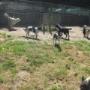 Dierenhotel Camping Kennels