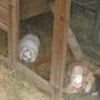 Dierenhotel Camping Kennels