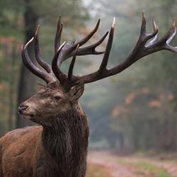 Ronald Janssen Fotografie