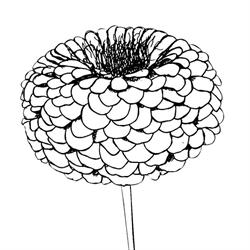Zinnia & Co