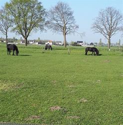 Horseland Zwaluwe