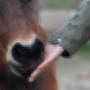 Natural'Crackers
Het gezonde tussendoortje voor jouw paard