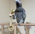 african grey parrot