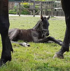 Benz Stables Pensionstalling, Paardendeken wasserij,Kraamkamer drachtige merries.