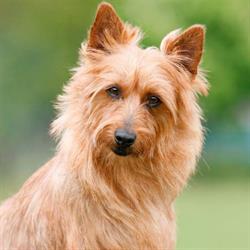 Australian Terrier von den Grauen Anfurten