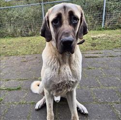 Dierentehuis Kennemerland
