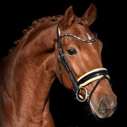 Florian Stables