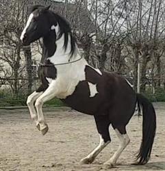 PaardenRijk