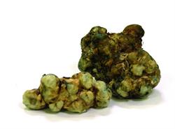 Magic Truffles