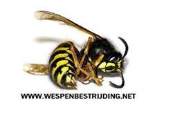 Wespenbestrijding