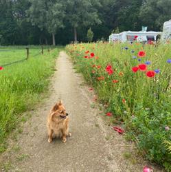 De Spekdonken - Boerderijterras en Camperplaatsen