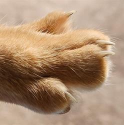 Stichting Kattendorp