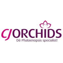 CJ Orchids