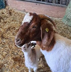 Melkveehouderij en bezoekboerderij 'de Weiden'