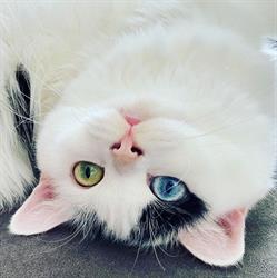 Kattentrimsalon Catified